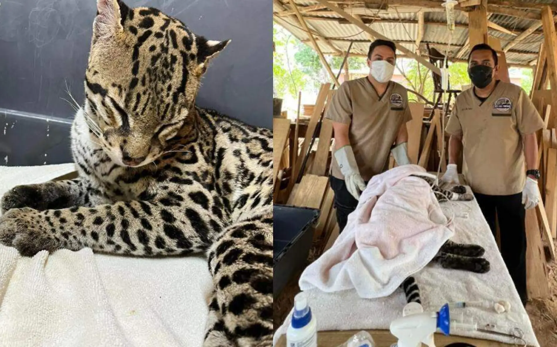 El ocelote fue encontrado en los límites de Tamaulipas, estaba herido y tuvo que recibir atención inmediata Facebook @